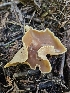  ( - FDS-CA-05181)  @11 [ ] by (2024) Mandy Hackney Fungal Diversity Survey