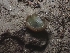  (Peziza sp. CA09 - FDS-CA-05179)  @11 [ ] by (2024) Mandy Hackney Fungal Diversity Survey