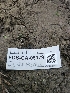  ( - FDS-CA-05179)  @11 [ ] by (2024) Mandy Hackney Fungal Diversity Survey