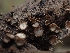  (Lachnaceae - FDS-CA-05178)  @11 [ ] by (2024) Mandy Hackney Fungal Diversity Survey