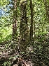  ( - FDS-CA-05178)  @11 [ ] by (2024) Mandy Hackney Fungal Diversity Survey
