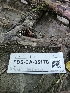  ( - FDS-CA-05178)  @11 [ ] by (2024) Mandy Hackney Fungal Diversity Survey