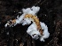  ( - FDS-CA-00636)  @11 [ ] by-nc (2024) Taye Bright Fungal Diversity Survey