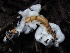  ( - FDS-CA-00636)  @11 [ ] by-nc (2024) Taye Bright Fungal Diversity Survey