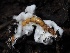  ( - FDS-CA-00636)  @11 [ ] by-nc (2024) Taye Bright Fungal Diversity Survey