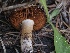  ( - FDS-CA-00638)  @11 [ ] by-nc (2024) Taye Bright Fungal Diversity Survey