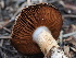  ( - FDS-CA-00638)  @11 [ ] by-nc (2024) Taye Bright Fungal Diversity Survey