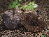  ( - FDS-CA-00648)  @11 [ ] by-nc (2024) Taye Bright Fungal Diversity Survey