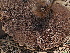  ( - FDS-CA-00648)  @11 [ ] by-nc (2024) Taye Bright Fungal Diversity Survey
