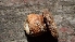  ( - FDS-CA-02593)  @11 [ ] by-nc (2024) Sadie Hickey Fungal Diversity Survey