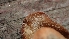  ( - FDS-CA-02593)  @11 [ ] by-nc (2024) Sadie Hickey Fungal Diversity Survey