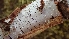  (Peniophora sp. CA04 - FDS-CA-02520)  @11 [ ] by-nc (2024) Sadie Hickey Fungal Diversity Survey