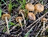  (Meottomyces sp. CA02 - FDS-CA-06099)  @11 [ ] by-nc (2024) Harte Singer Fungal Diversity Survey