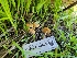  ( - FDS-CA-06099)  @11 [ ] by-nc (2024) Harte Singer Fungal Diversity Survey