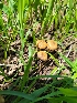  ( - FDS-CA-06099)  @11 [ ] by-nc (2024) Harte Singer Fungal Diversity Survey
