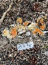  ( - FDS-CA-00245)  @11 [ ] by-nc (2024) Dean Lyons Fungal Diversity Survey