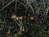  ( - FDS-CA-04740)  @11 [ ] by (2024) Justin Paulin Fungal Diversity Survey