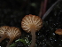  ( - FDS-CA-04740)  @11 [ ] by (2024) Justin Paulin Fungal Diversity Survey
