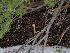  ( - FDS-CA-04745)  @11 [ ] by (2024) Justin Paulin Fungal Diversity Survey