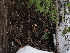  ( - FDS-CA-04745)  @11 [ ] by (2024) Justin Paulin Fungal Diversity Survey