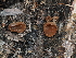  (Peziza sp. CA10 - FDS-CA-04746)  @11 [ ] by (2024) Justin Paulin Fungal Diversity Survey