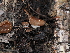  ( - FDS-CA-04746)  @11 [ ] by (2024) Justin Paulin Fungal Diversity Survey