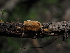 ( - FDS-CA-04286)  @11 [ ] by-nc (2024) Fresno Mycology Society Fungal Diversity Survey