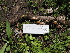  ( - FDS-CA-04286)  @11 [ ] by-nc (2024) Fresno Mycology Society Fungal Diversity Survey