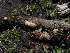  ( - FDS-CA-04286)  @11 [ ] by-nc (2024) Fresno Mycology Society Fungal Diversity Survey