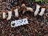  ( - FDS-CA-02359)  @11 [ ] by-nc (2024) Jaren Hockert Fungal Diversity Survey