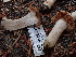  ( - FDS-CA-02359)  @11 [ ] by-nc (2024) Jaren Hockert Fungal Diversity Survey