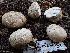  ( - FDS-CA-02360)  @11 [ ] by-nc (2024) Jaren Hockert Fungal Diversity Survey