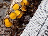  ( - FDS-CA-02500)  @11 [ ] by-nc (2024) Jaren Hockert Fungal Diversity Survey