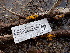  ( - FDS-CA-02500)  @11 [ ] by-nc (2024) Jaren Hockert Fungal Diversity Survey