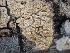 ( - FDS-CA-02401)  @11 [ ] by-nc (2024) Jaren Hockert Fungal Diversity Survey