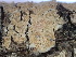  ( - FDS-CA-02401)  @11 [ ] by-nc (2024) Jaren Hockert Fungal Diversity Survey