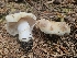  ( - FDS-CA-05168)  @11 [ ] by (2024) Mandy Hackney Fungal Diversity Survey