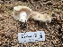  ( - FDS-CA-05168)  @11 [ ] by (2024) Mandy Hackney Fungal Diversity Survey