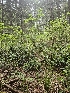  ( - FDS-CA-05168)  @11 [ ] by (2024) Mandy Hackney Fungal Diversity Survey