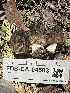  (Morchella sp. CA03 - FDS-CA-04583)  @11 [ ] by-nc (2024) Bat Vardeh Fungal Diversity Survey