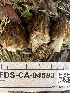  ( - FDS-CA-04583)  @11 [ ] by-nc (2024) Bat Vardeh Fungal Diversity Survey