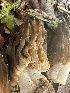  ( - FDS-CA-04583)  @11 [ ] by-nc (2024) Bat Vardeh Fungal Diversity Survey