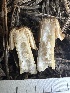  ( - FDS-CA-04562)  @11 [ ] by-nc (2024) Bat Vardeh Fungal Diversity Survey