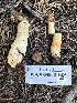  ( - FDS-CA-04562)  @11 [ ] by-nc (2024) Bat Vardeh Fungal Diversity Survey