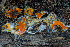  ( - FDS-CA-00245)  @11 [ ] by-nc (2024) Dean Lyons Fungal Diversity Survey