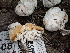  ( - FDS-CA-02405)  @11 [ ] by-nc (2024) Jaren Hockert Fungal Diversity Survey