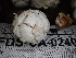  ( - FDS-CA-02405)  @11 [ ] by-nc (2024) Jaren Hockert Fungal Diversity Survey