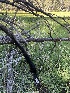  ( - FDS-CA-05298)  @11 [ ] by-nc (2024) Damon Tighe Fungal Diversity Survey