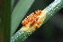  (Puccinia sp. CA09 - FDS-CA-05306)  @11 [ ] by-nc (2024) Damon Tighe Fungal Diversity Survey