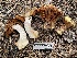 ( - FDS-CA-05314)  @11 [ ] by-nc (2024) Damon Tighe Fungal Diversity Survey